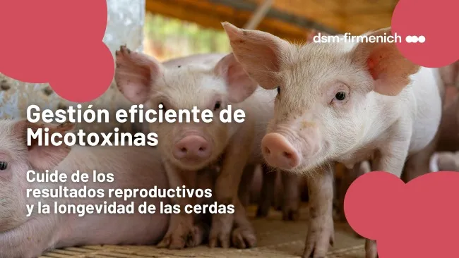 Claves para optimizar la longevidad y productividad de las cerdas reproductoras 