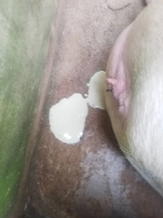 What could cause this creamy-colloidal discharge from the vagina of th...