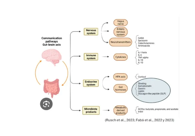 🧠🐖 El intestino de los cerdos también piensa