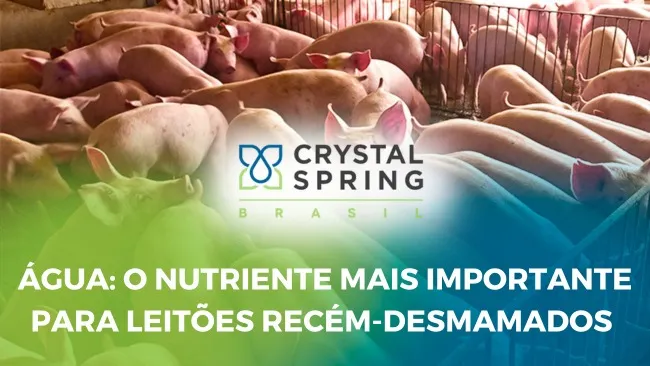 Qual a quantidade de água que um leitão precisa?