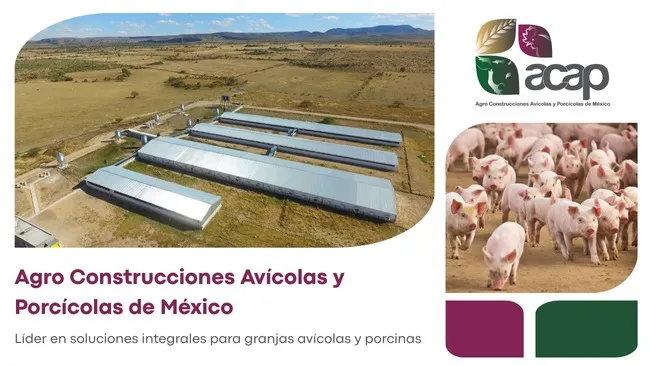 Agro Construcciones Avícolas y Porcícolas de México, aliado estratégico en la transformación de granjas porcícolas