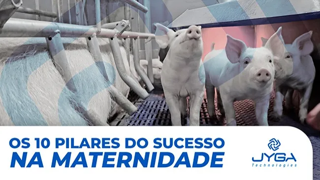 Gerenciamento de parição bem-sucedido: de suínos a pessoas