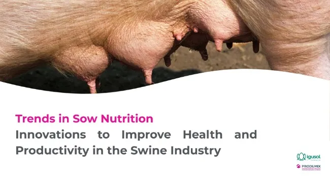 Trends in Sow Nutrition – Innovations to Improve Health and Productivity in the Swine Industry