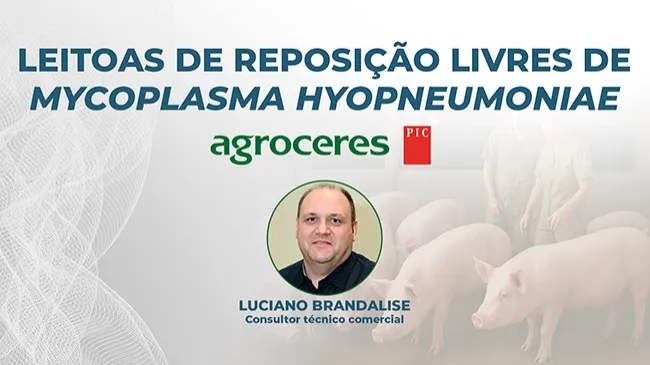 Aclimatação sanitária de leitoas de reposição livres de <i>Mycoplasma hyopneumoniae</i>
