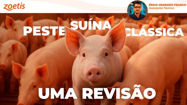 Peste suína clássica e o risco iminente para a produção brasileira