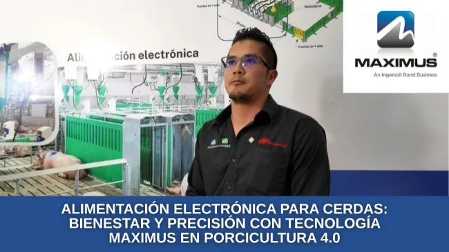 Alimentación electrónica para cerdas: bienestar y precisión con tecnología Maximus en porcicultura 4.0