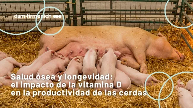 Longevidad productiva: el papel de la salud ósea y la vitamina D