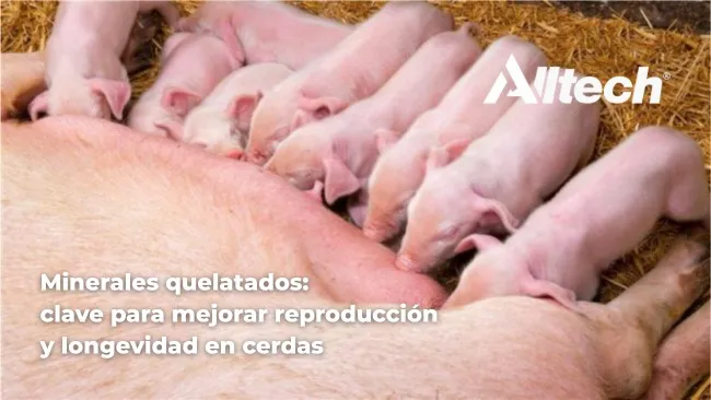 Minerales quelatados para una mejor reproducción de las cerdas
