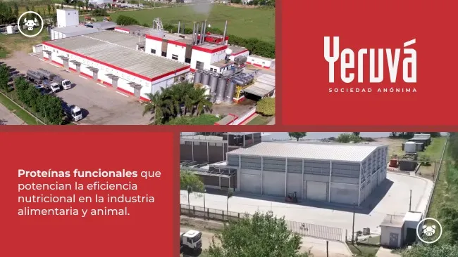 Proteínas funcionales que potencian la eficiencia nutricional en la industria alimentaria y animal | Yeruvá