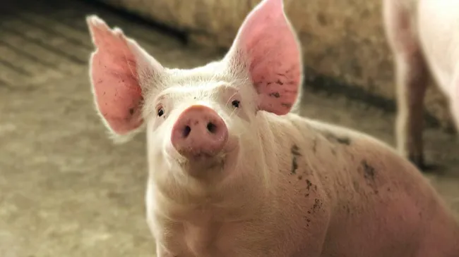 Tonisity PxW Reduces Post-Weaning Mortality by up to 36%