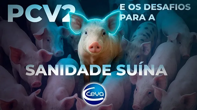 PCV2: Como a evolução dos genótipos desafia a sanidade suína?