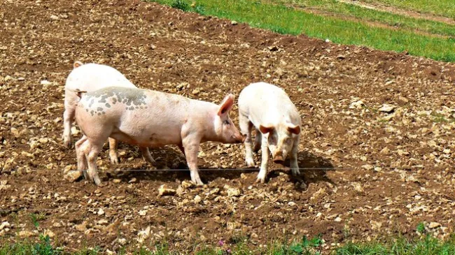 Rede de Alerta da UE: bem-estar dos animais ganha destaque