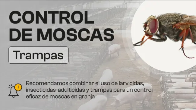 ¿Cómo controlar las moscas?