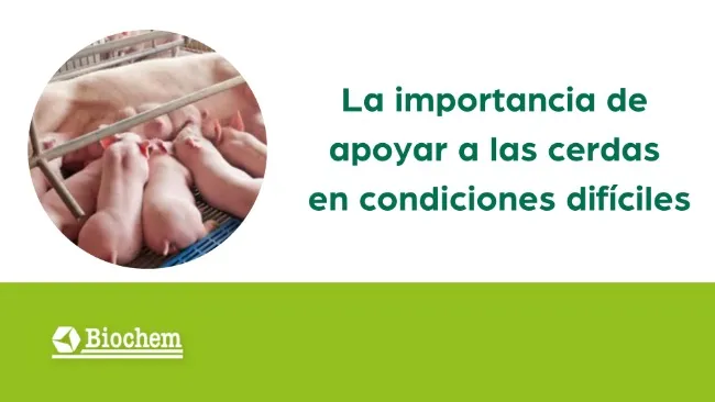 La importancia de apoyar a las cerdas en condiciones difíciles
