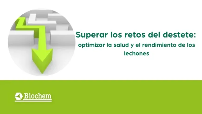 Superar los retos del destete: optimizar la salud y el rendimiento de los lechones