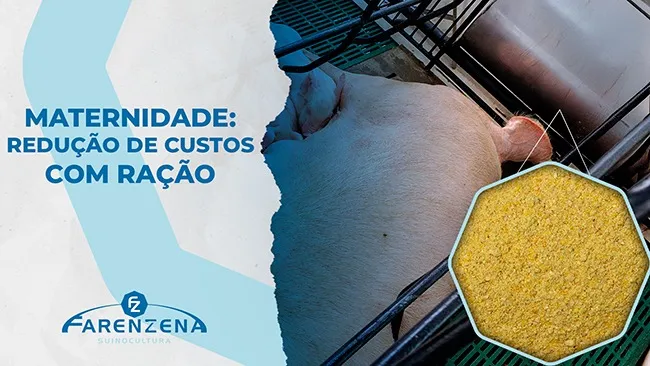 Como reduzir os custos com ração na maternidade de suínos?