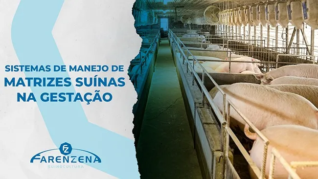 Sistema Estático ou Sistema Dinâmico? Conheças as diferenças de manejo de matrizes no alojamento coletivo