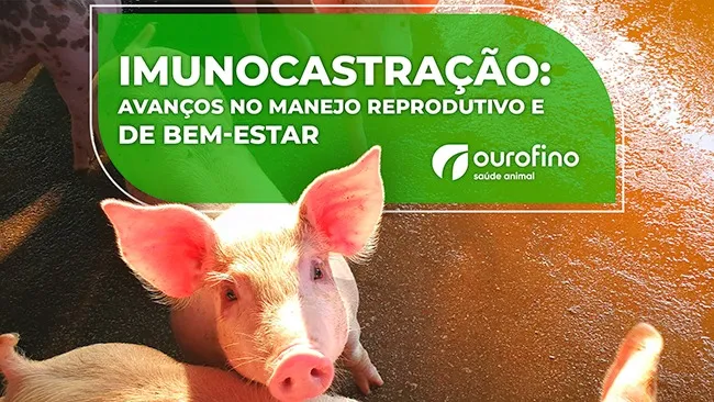 Imunocastração de suínos: Avanços no manejo reprodutivo e de bem-estar na suinocultura brasileira