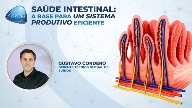 Avaliação da saúde intestinal como um indicador da produção de suínos