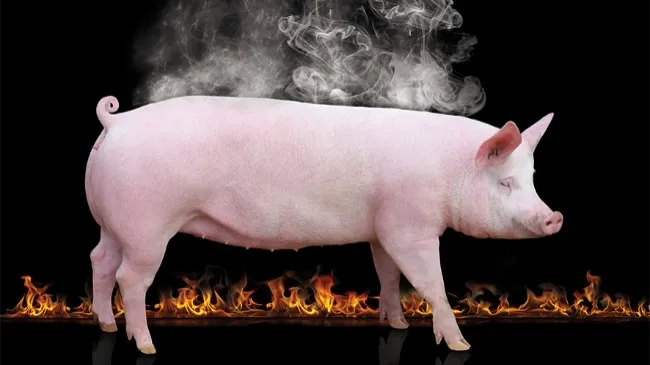 Programa Porcino de Estrés por Calor