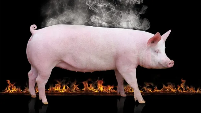 Programa Porcino de Estrés por Calor