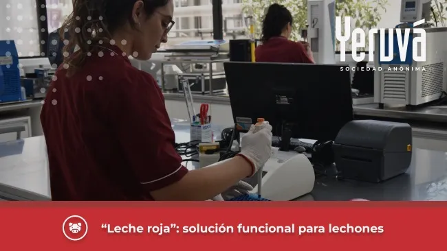 “Leche roja”: solución funcional con alta digestibilidad y valor nutricional para impulsar el rendimiento de lechones