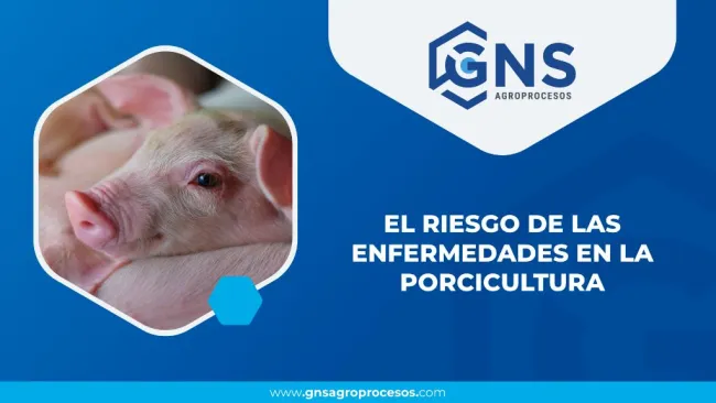Las granjas porcícolas enfrentan riesgos continuos: patógenos introd...