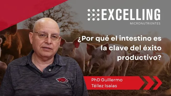 Pro y prebióticos: la clave universal para la salud intestinal y el rendimiento en animales