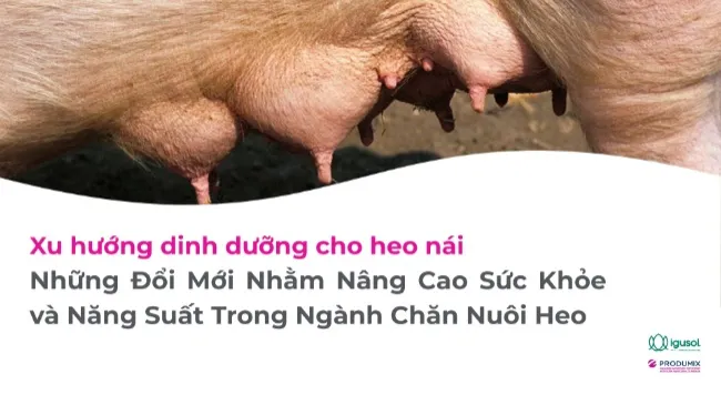 XU HƯỚNG DINH DƯỠNG CHO HEO NÁI