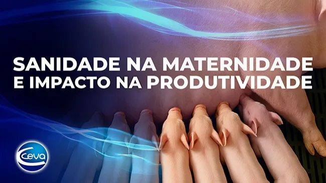 Sanidade na maternidade: como o controle precoce de doenças impacta a produtividade na suinocultura brasileira