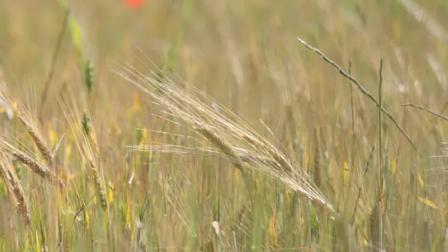 FAO: índice de preços de cereais diminuiu em Maio