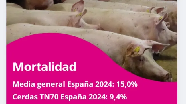 En Topigs Norsvin, sabemos que la productividad no es solo una cuestión de números