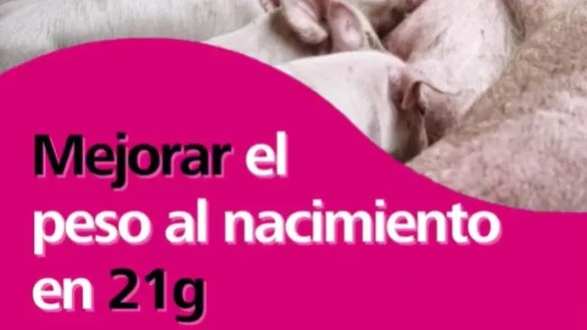 25 años pesando lechones. 20 millones de datos. 
