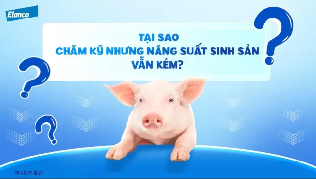 🐖Mỗi lứa heo đẻ đông con, heo con khỏe mạnh – Mơ ư...