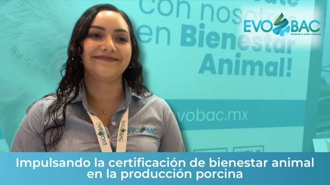 Evobac y Welfcert: impulsando la certificación de bienestar animal en la producción porcina