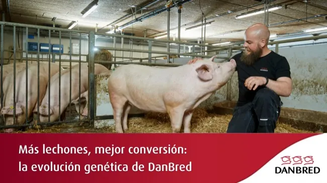 DanBred continúa mejorando la productividad de las granjas