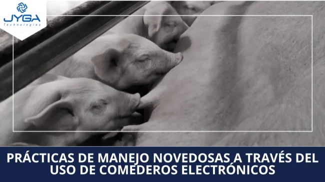 ¿Pueden las prácticas de manejo novedosas a través del uso de comederos electrónicos producir tasas más bajas de mortinatos?