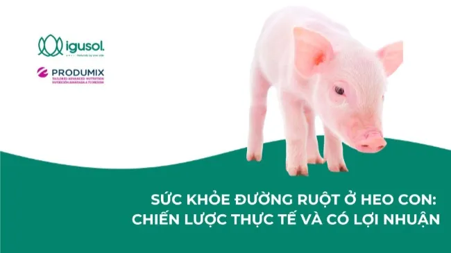 SỨC KHỎE ĐƯỜNG RUỘT Ở HEO CON: CHIẾN LƯỢC THỰC TẾ VÀ CÓ LỢI NHUẬN