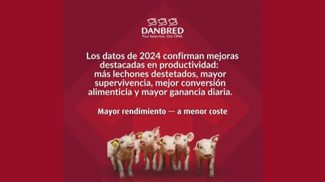 Ya están disponibles los resultados de productividad SEGES 2024: DanBred alcanza los 36,2 lechones destetados por cerda y año.