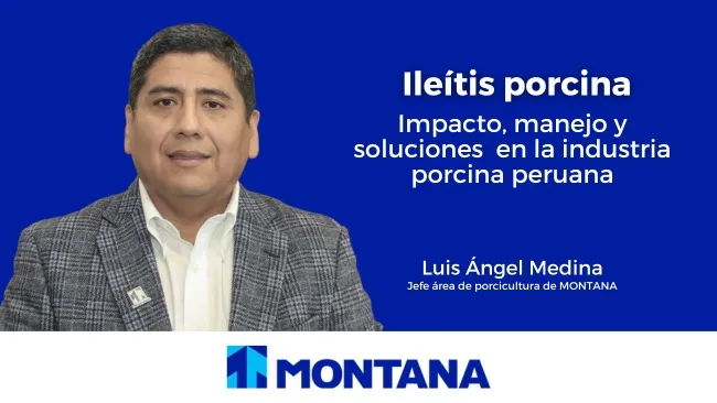 Ileítis porcina: Impacto, manejo y soluciones  en la industria porcina peruana