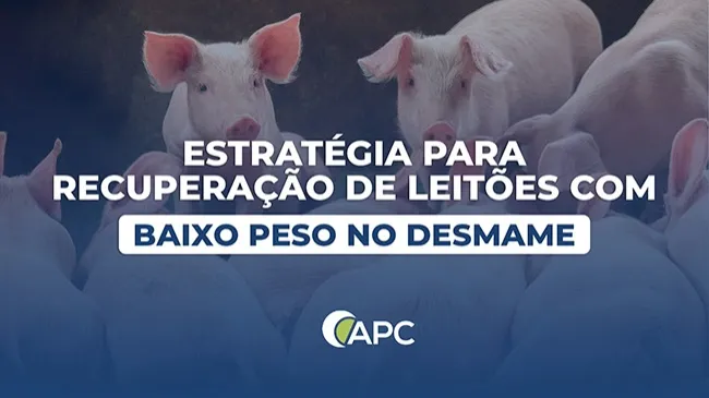 A suplementação com plasma spray dried auxilia na recuperação de leitões com baixo peso no desmame