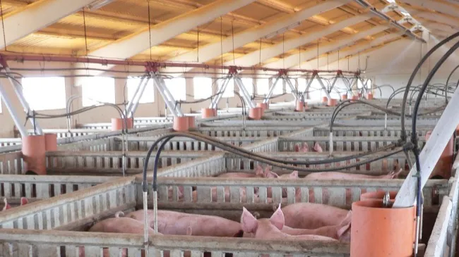 Sistema de alimentación en el sector porcino