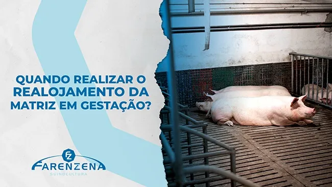 Quando realizar o realojamento da matriz em gestação?