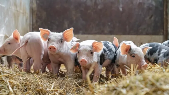 Physio-Nutrition for Modern Pigs:  Understanding Energy Metabolism, Protein Kinetics of Absorption And Fiber Fermentation in Swine Feeding