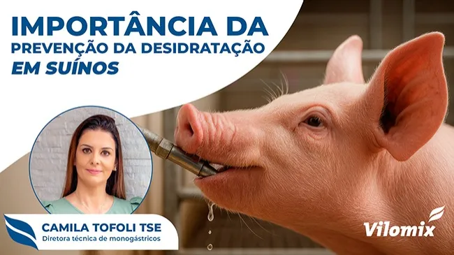 Importância da água e da prevenção da desidratação em suínos