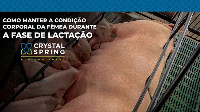 Como manter a condição corporal da fêmea durante a fase de lactação