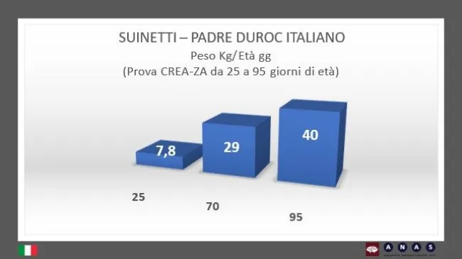 Crescita sana e sostenibile per i suinetti Duroc italiani: la chiave �...