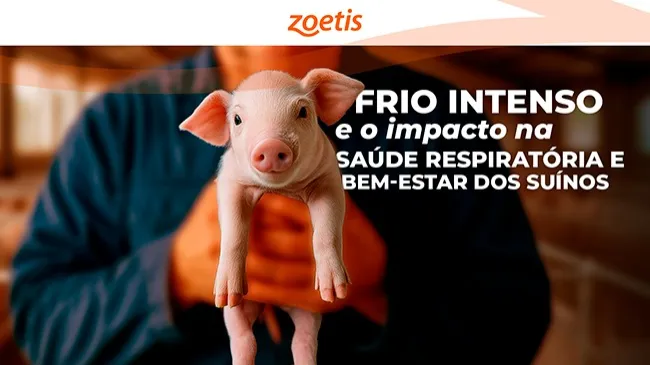 Frio intenso exige atenção redobrada para a prevenção de doenças respiratórias e bem-estar dos suínos