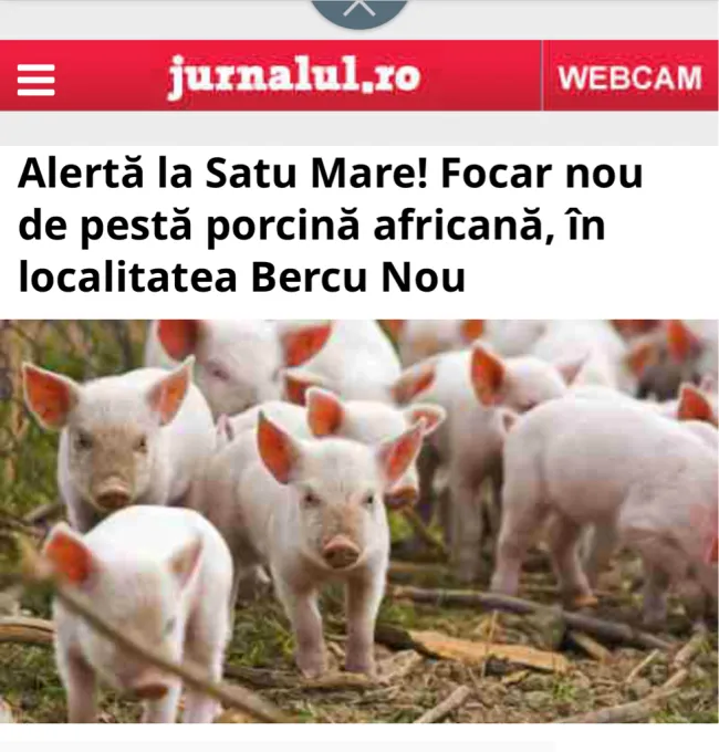 African swine fever in Romania, Again...! 