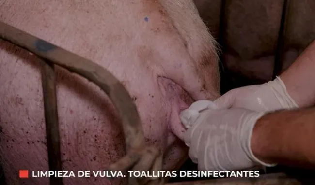 Profilaxis durante la inseminación: una práctica clave para evitar i...